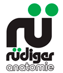 Rudiger Anatomie