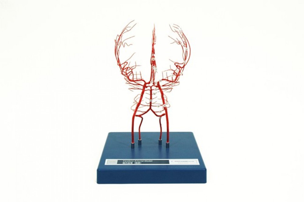 MODELO PEDIATRICO DE 4 MESES DE EDAD