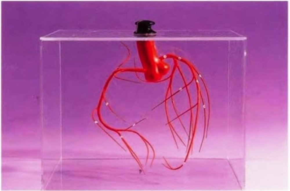 MODELO TRANSPARENTE DE CAVIDAD NASAL