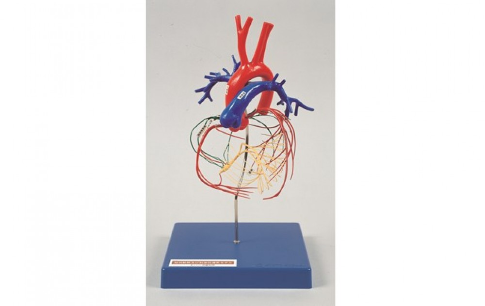 MODELO DE ENTRENAMIENTO PARA PALPACION E INSPECCION DE CANCER DE MAMA II