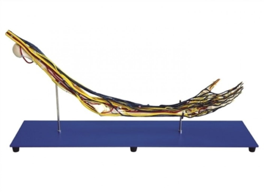 MODELO DE ENTRENAMIENTO PARA PALPACION E INSPECCION DE CANCER DE MAMA