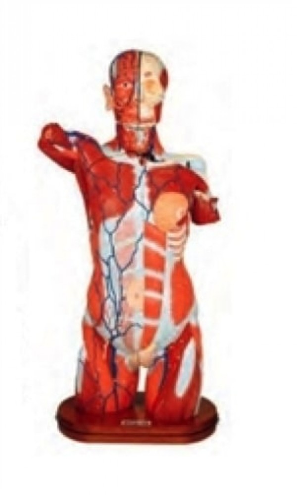 MODELO DE MASAJE Y EXPLORACION DE MAMA