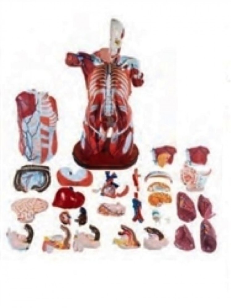 MODELO DE CATETERIZACION FEMENINA E INYECCION RECTAL