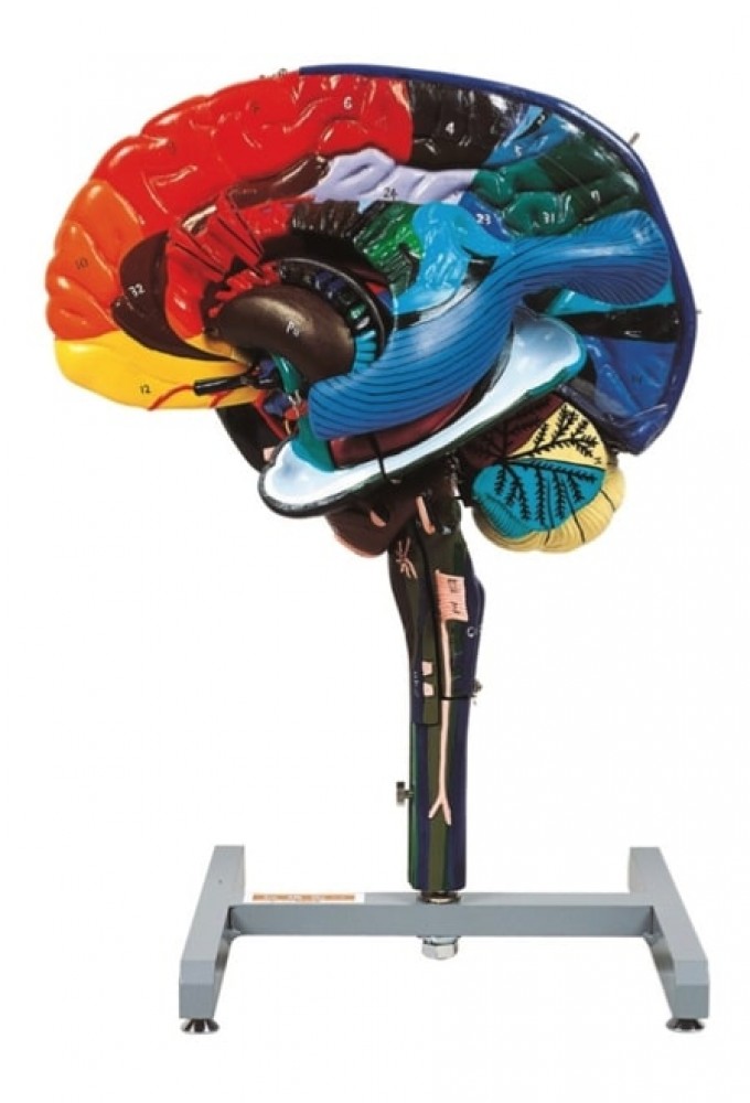 MODELO DE CATETERIZACION MASCULINA I