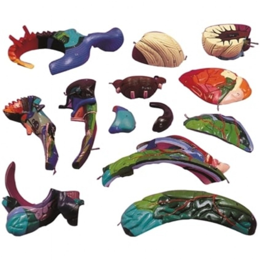 MODELO DE MASAJE Y EXPLORACION DE MAMA II