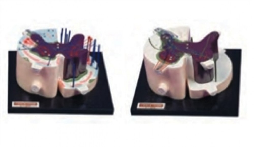 MODELO DE ENTRENAMIENTO PARA PALPACION PUERPERAL