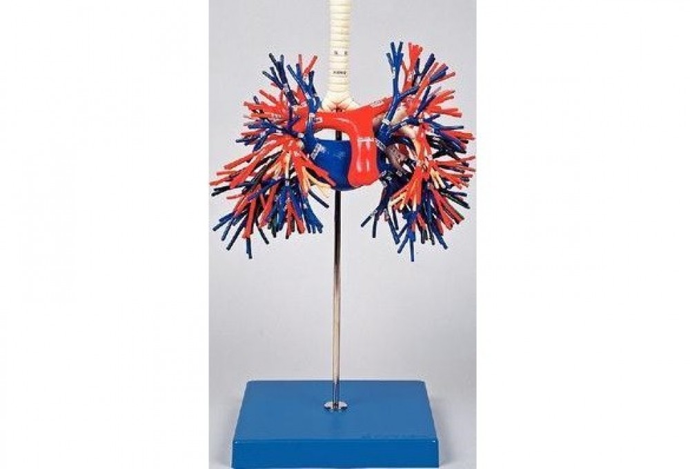 MODELO DE INYECCION INTRAMUSCULAR EN EL GLUTEO II