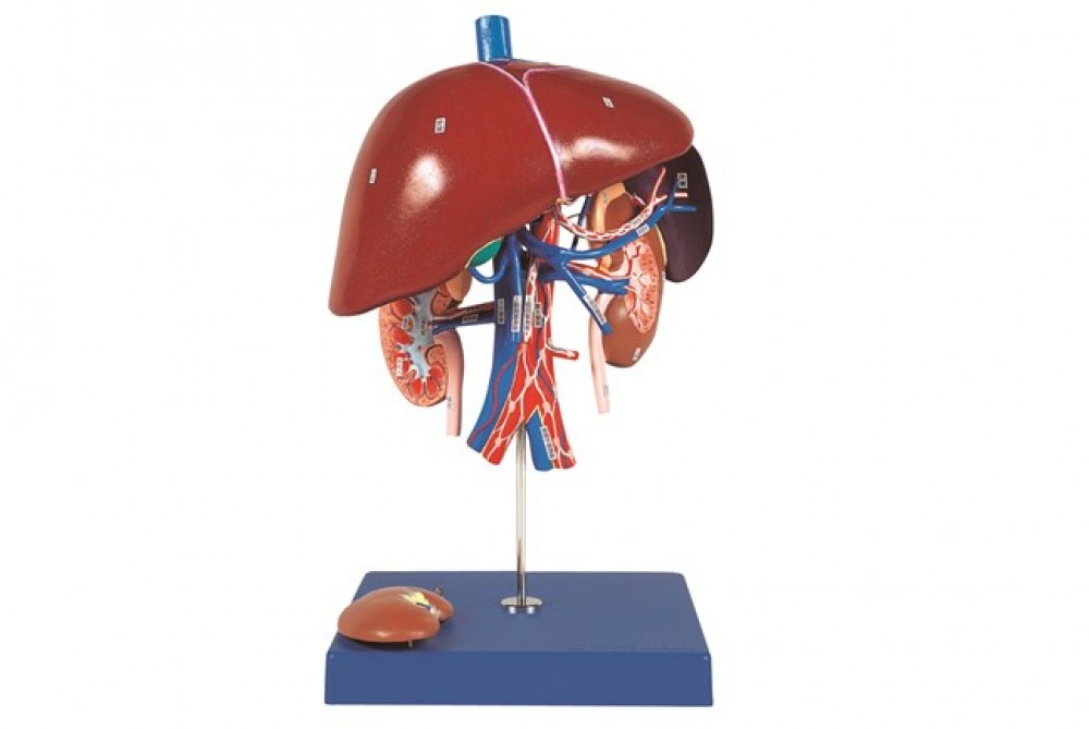 SIMULADOR DE EMBARAZO DE CUERPO COMPLETO