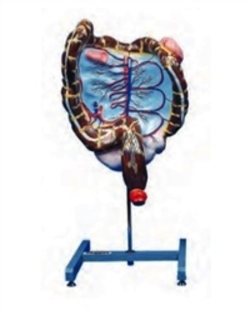 CHALECO DE SIMULACION DE MATERNIDAD II